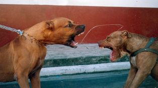 El proyecto apunta a controlar los perros potencialmente peligrosos en Rosario.