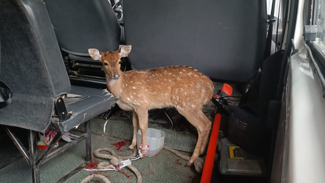 Un pequeño ciervo de la especie axis que fue encontrado en la zona de Francia y Montevideo durante los primeros días de diciembre