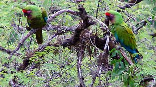 Salta ofrece un escenario único para cultores del avistaje de aves