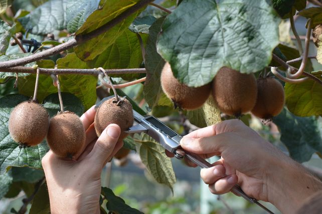 Entre Ríos: impulsan el cultivo de kiwi como fruta primicia