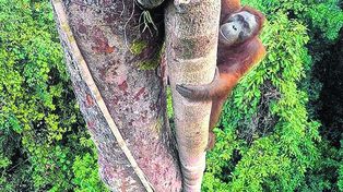 La mejor foto de vida silvestre del año, la de un orangután escalando una higuera en Indonesia