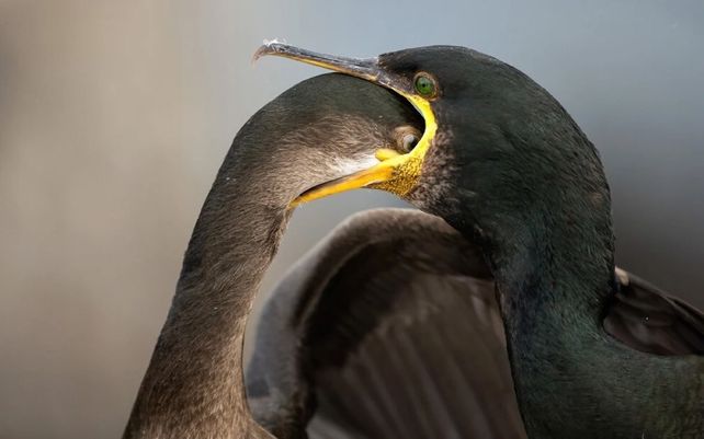 Pelusa europea