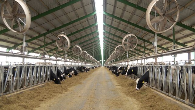 Los tambos modelos de Adecoagro trabajan con vacas en ordeñe