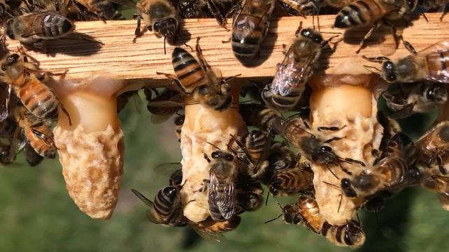 La cría. La apicultura no es sólo producción de miel