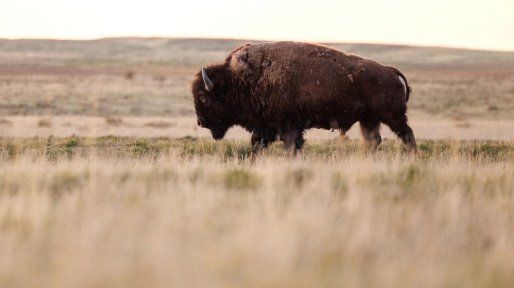 Trump quiere expulsar a los bisontes de Montana y reemplazarlos por vacas