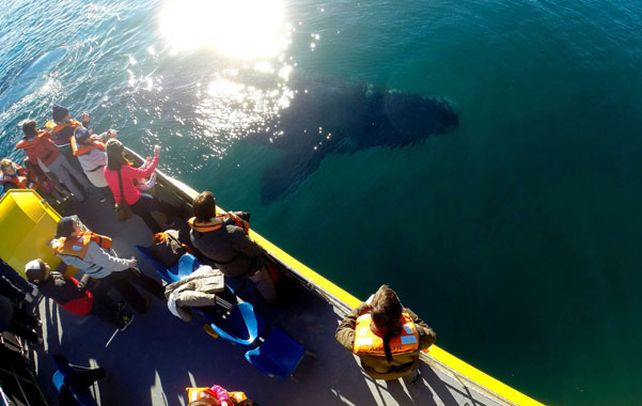 Impactante. El encuentro cercano con los grandes animales asombra a los visitantes.