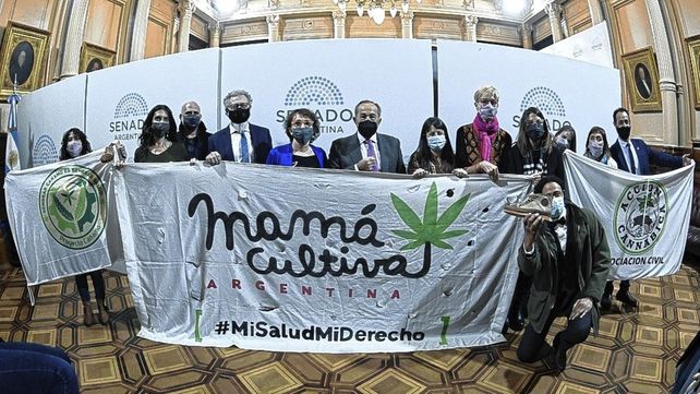 El Senado aprobó el marco regulatorio de producción de cannabis medicinal