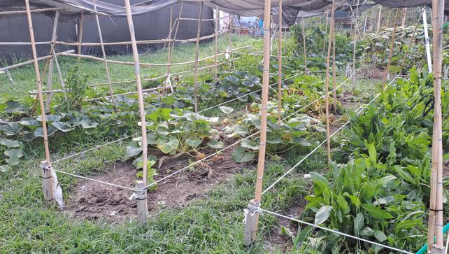 Producción y venta de verduras agroecológicas en la Huerta Municipal Fátima de El Trébol