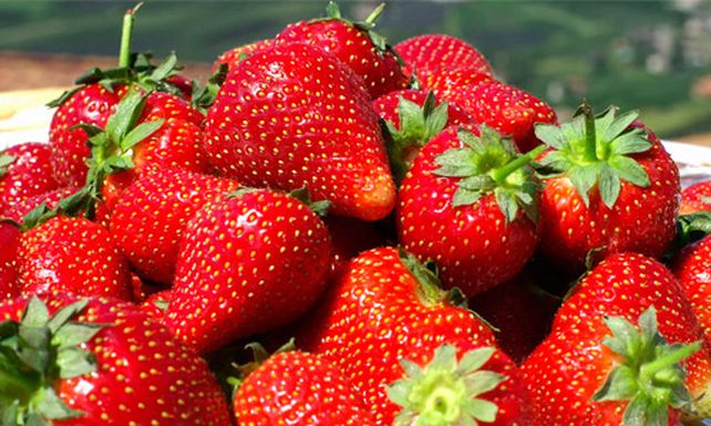 Advierten que peligra la producción de frutilla por la salinidad del agua del Paraná