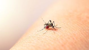 La Facultad de Agronomía de la UBA reparte peces que comen larvas de mosquitos, entre los que está el Aedes aegypti, transmisor del dengue.