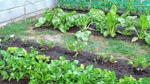 Lluvias, humedad y cambios de temperatura ponen en jaque a la producción hortícola