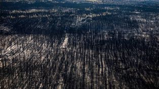 Impactantes imágenes de las áreas afectadas por los incendios en la Patagonia