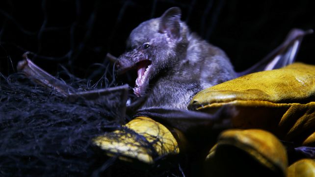 Recuperación de un murciélago mexicano de lengua larga