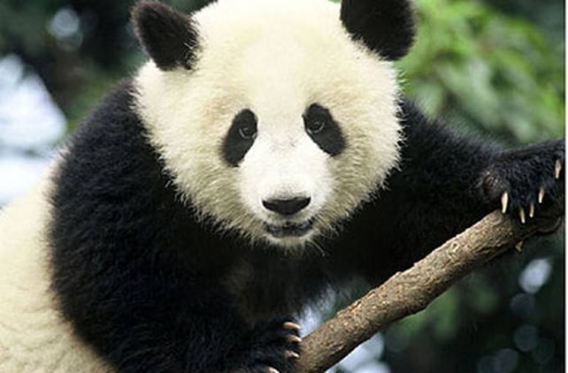 Un oso panda salvaje irrumpi&oacute; en la casa de un granjero chino y le devor&oacute; la comida