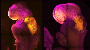 Embrión natural (izq.) y uno sintético de ratón. La imagen fue publicada por la Universidad de Cambridge.&nbsp;