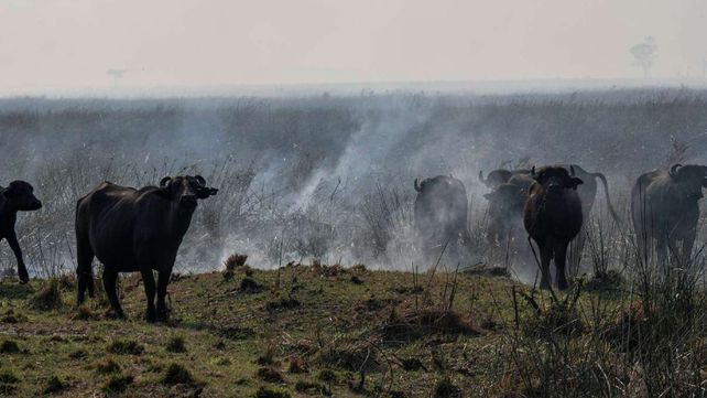 Corrientes: Fernández irá a las zonas afectadas por los incendios