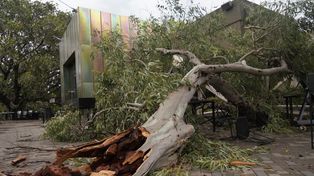 Defensa Civil trabajaba afanosamente este lunes por la mañana para despejar los lugares donde cayeron árboles como consecuencia de los fuertes vientos que soplaron en Rosario.