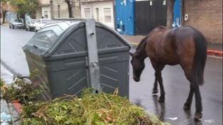 Muchas veces los caballos son rescatados de las calles cuando andan deambulando.&nbsp;