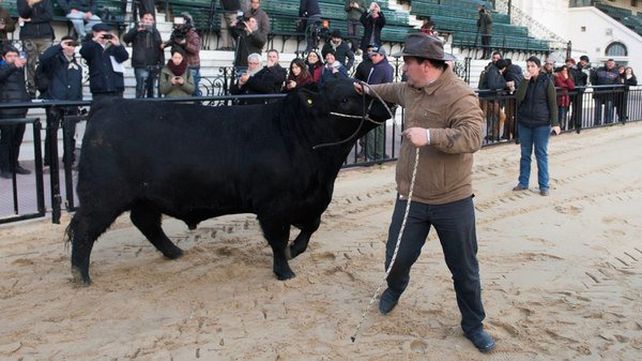 El primer toro que ingresó a la Rural se llama Mbappé