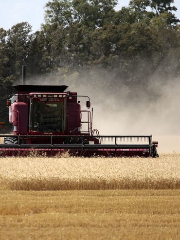 Trigo: el costo manda en el resultado económico