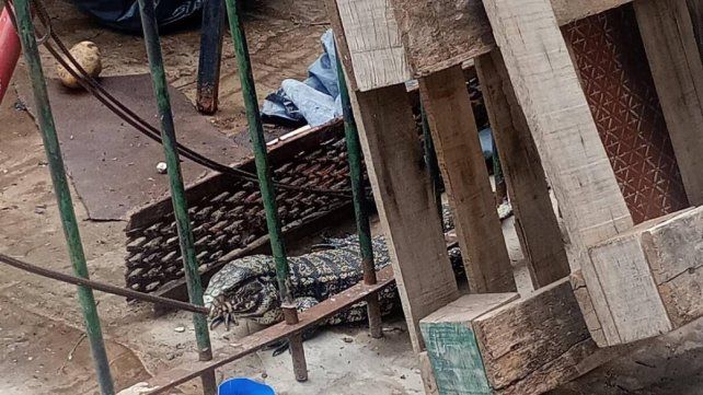 Iguana rescatada en la esquina de Bulevar Pellegrini y Francia.