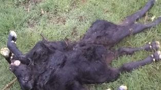 Nació un ternero con dos cuerpos, ocho patas y una cabeza