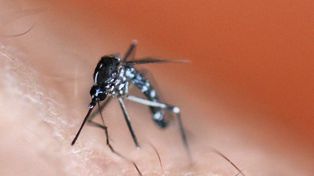 Siete razones que explican por qué los mosquitos pican más a algunas personas