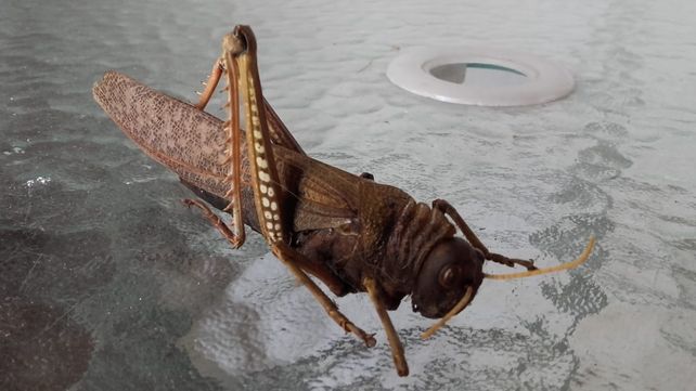 Tucura Quebrachera: la langosta que invade la casa de los santafesinos