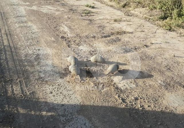 Operativos contra la depredación de la flora y fauna santafesina con resultados positivos