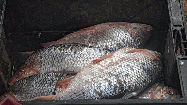 Alarma por la caída del sábalo en el río Paraná: investigadores santafesinos pusieron el foco en la crisis hídrica