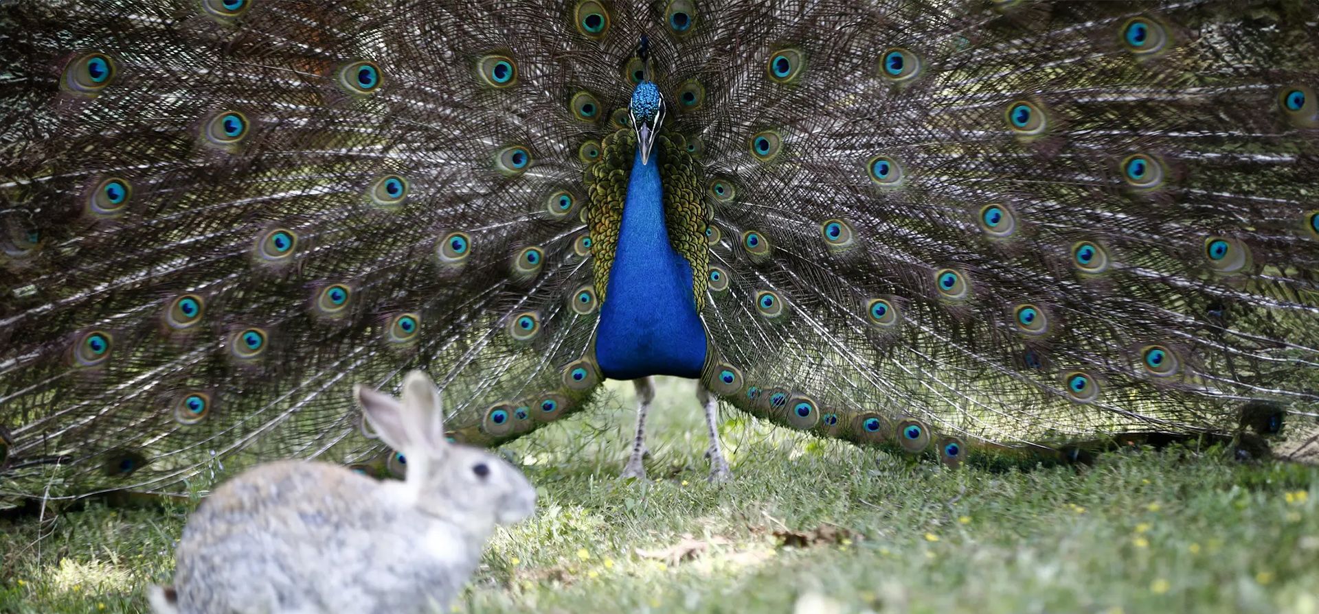 Un pavo real despliega sus alas frente a un conejo que pasa junto a él, en Antalya, Turquía. Fotografía: Anadolu/Getty Images Un pavo real despliega sus alas frente a un conejo que pasa junto a él, en Antalya, Turquía. Fotografía: Anadolu/Getty Images