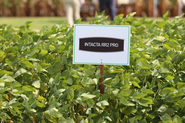 Bayer abandona el negocio de semillas y biotecnología de soja en Argentina
