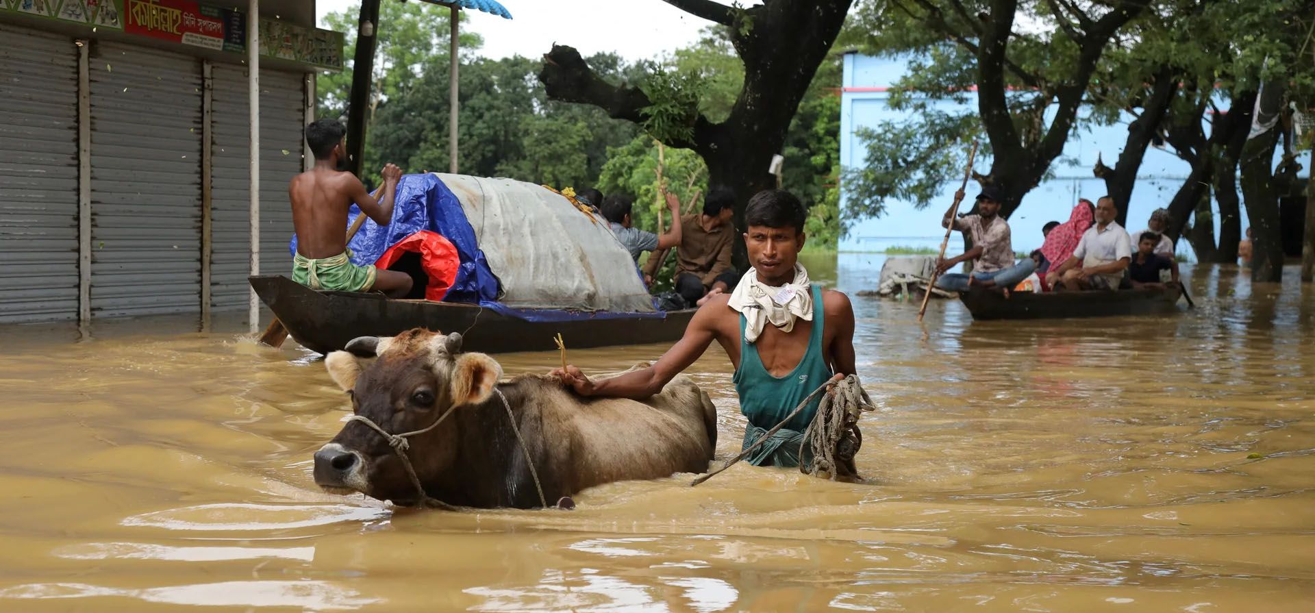 Un hombre traslada su vaca a un lugar seguro después de que varios distritos se inundaran en Feni, Chhagalnaiya, Bangladesh. Fotografía: Reuters Un hombre traslada su vaca a un lugar seguro después de que varios distritos se inundaran en Feni, Chhagalnaiya, Bangladesh. Fotografía: Reuters