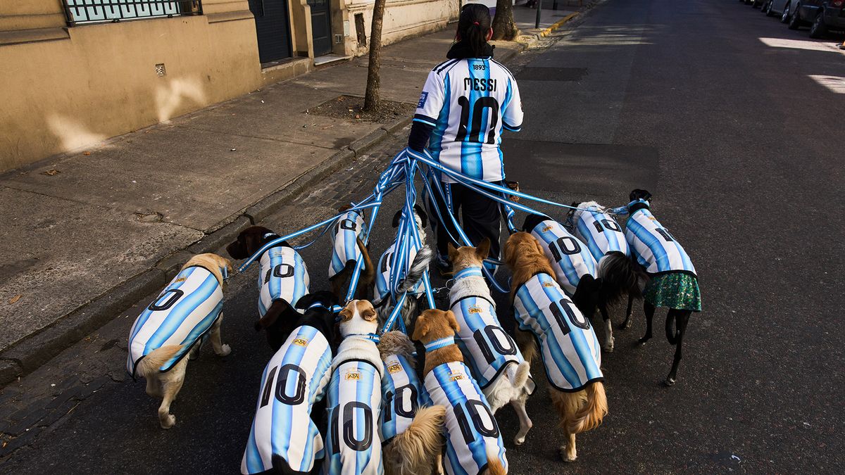 Piden más operativos de castraciones en Rosario para controlar la cantidad de perros y gatos