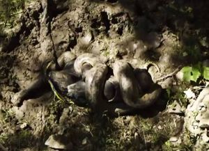 El aventurero que se iba a dejar comer por una anaconda se asustó y dio marcha atrás