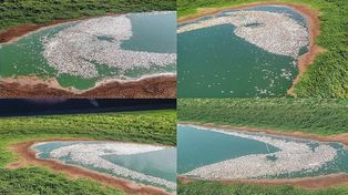 Revelan que hay miles de peces muertos en el río Paraná
