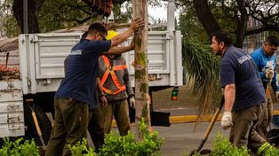 El municipio avanza con la renovación de palmeras sobre bulevar Oroño.