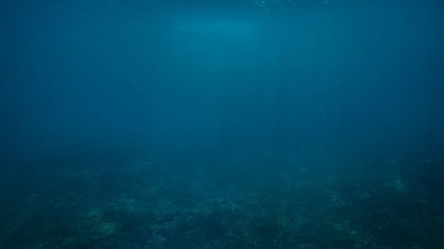 ¿Un pulpo con orejas de elefante? ¿Un pulpo con orejas de elefante?