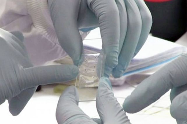 Crean un chip que actúa como un bazo