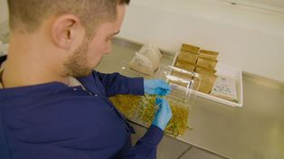 ¿Cómo enfrentar una campaña con mala calidad de semilla de soja?