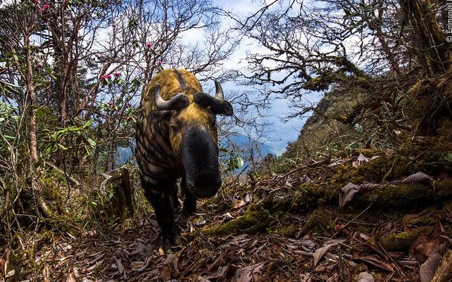 Vida silvestre 2020, lo mejor en imágenes
