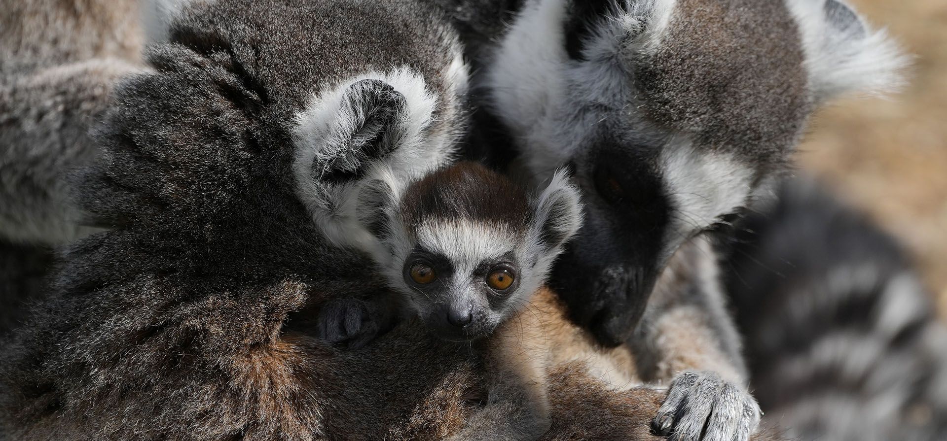 Un lémur de cola anillada recién nacido se sienta sobre la espalda de su madre en el Parque Zoológico de Attica, en Spata, al este de Atenas, el lunes 11 de abril de 2022. Dos lémures de cola anillada, una cebra de Grant, cuatro gatos monteses europeos, once salvajes jabalíes y tres canguros de Bennett nacieron las últimas semanas en el zoológico.