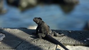Más de la quinta parte de los reptiles del mundo están en peligro de extinción
