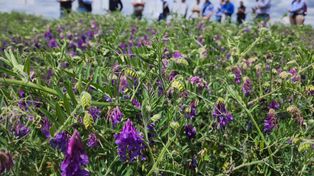 Cultivo de servicio: un puente que renueva el suelo y mejora la productividad