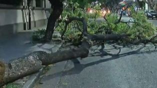 Producto de las ráfagas de viento, este viernes por la noche cayó un árbol en Salta y Rodríguez. (Foto: captura de video)
