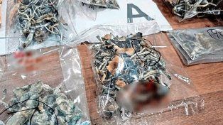 Secuestraron armas en la quinta donde un joven murió tras consumir hongos alucinógenos.