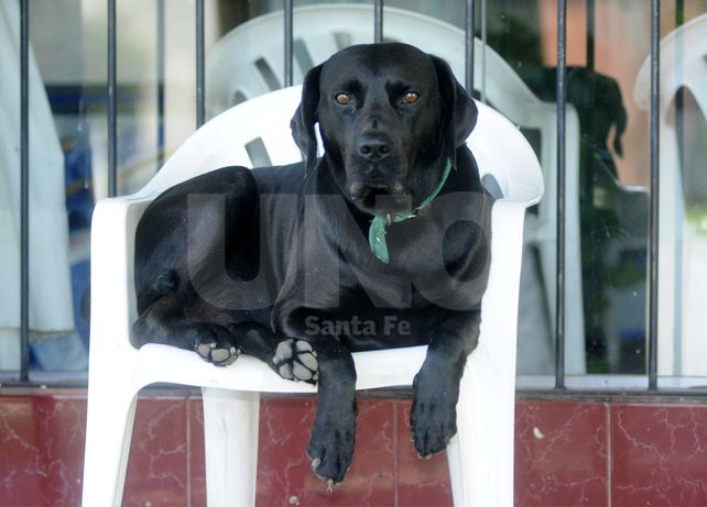 El héroe Roberto: un perrito salvó a sus dueños de un asalto a mano armada