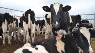Lechería: buenos precios y producción en alza a pesar de los obstaculos