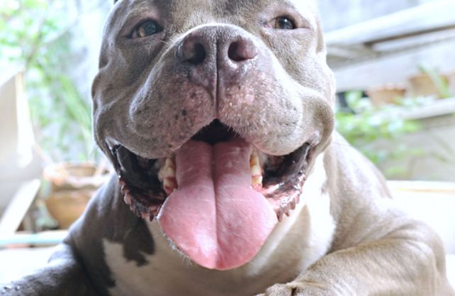 En Santa Fe hay 60 pitbulls inscriptos en el registro de canes municipal