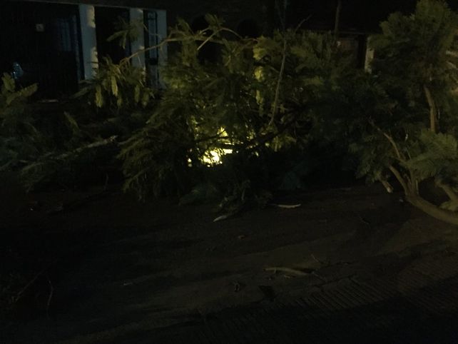 Barrio Arroyito. En José Ingenieros al 800 un árbol cayó y arrastró el cable del alumbrado público.